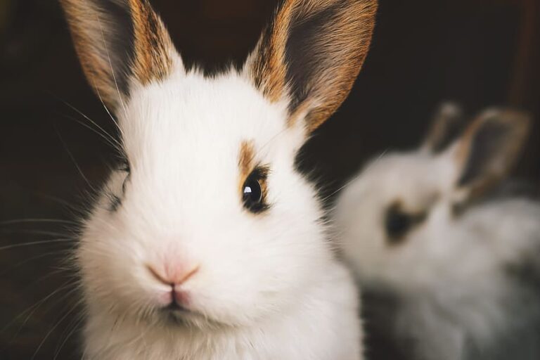 cosmesi cruelty free