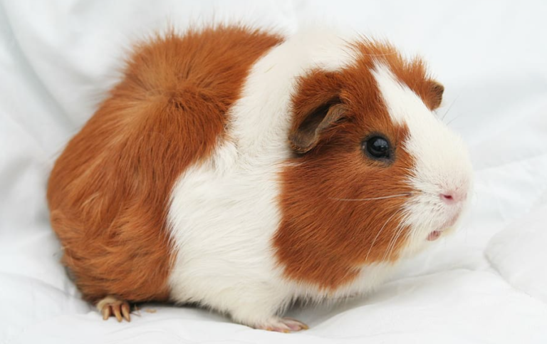 marchi che fanno test sugli animali